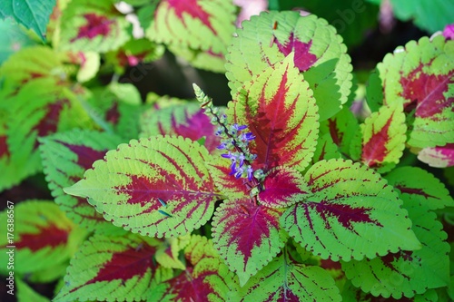 Red and green leaves of the coleus plant, Plectranthus scutellarioides