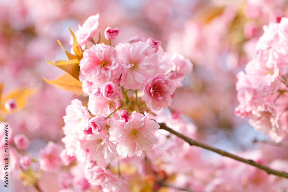 sakura flowers cherry blossoms