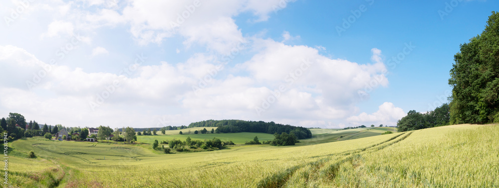 Green field and clear cloudy sky panorama Green field and clear cloudy sky panorama