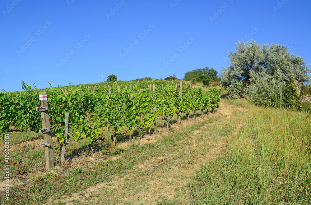 Vineyards in the hill-side near Tokaj city, Hungary