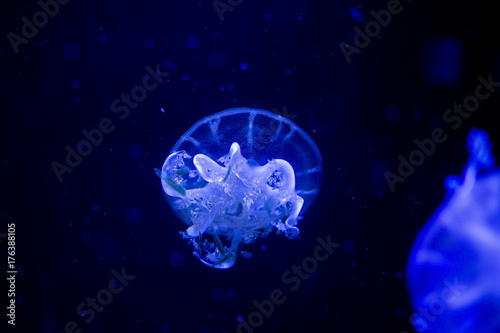 Fototapeta Naklejka Na Ścianę i Meble -  jellyfish