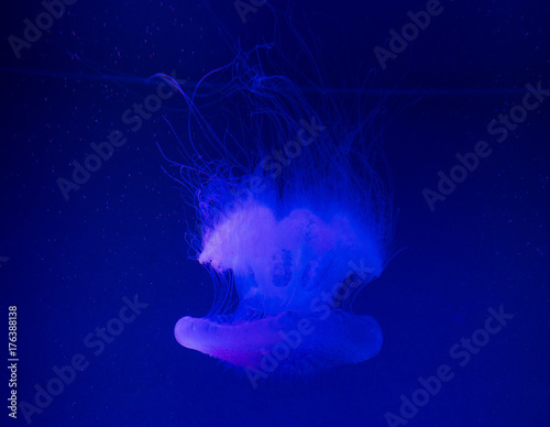 jellyfish