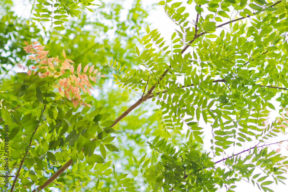Fototapeta premium forest background . green nature background.big tree