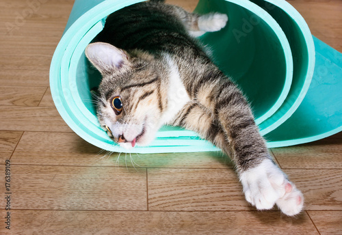 Kitten lies at rest in the yoga Mat