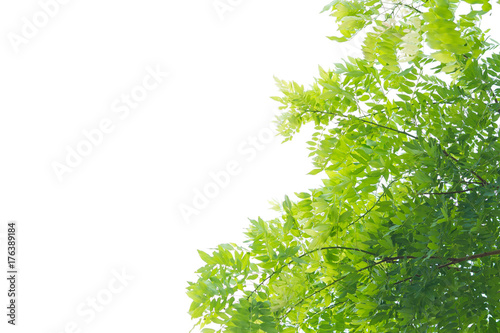 forest background . green nature background.big tree