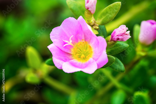 single pink Sun Plant  on close-up