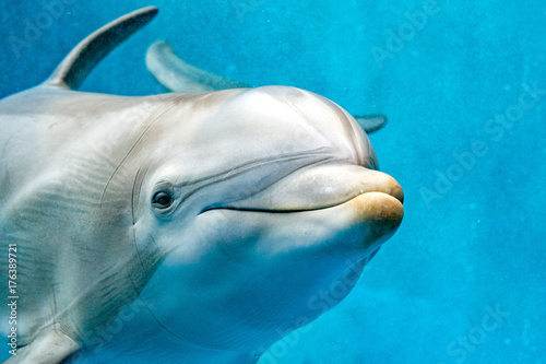 Photography dolphin close up portrait detail while looking at you