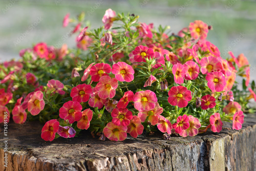 Naklejka premium Petunia flower on a wooden stump