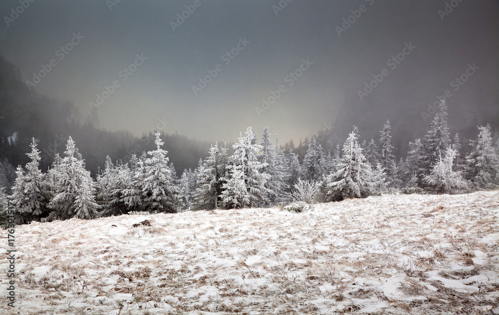 Fototapeta premium winter landscape with snowy fir trees in the mountains