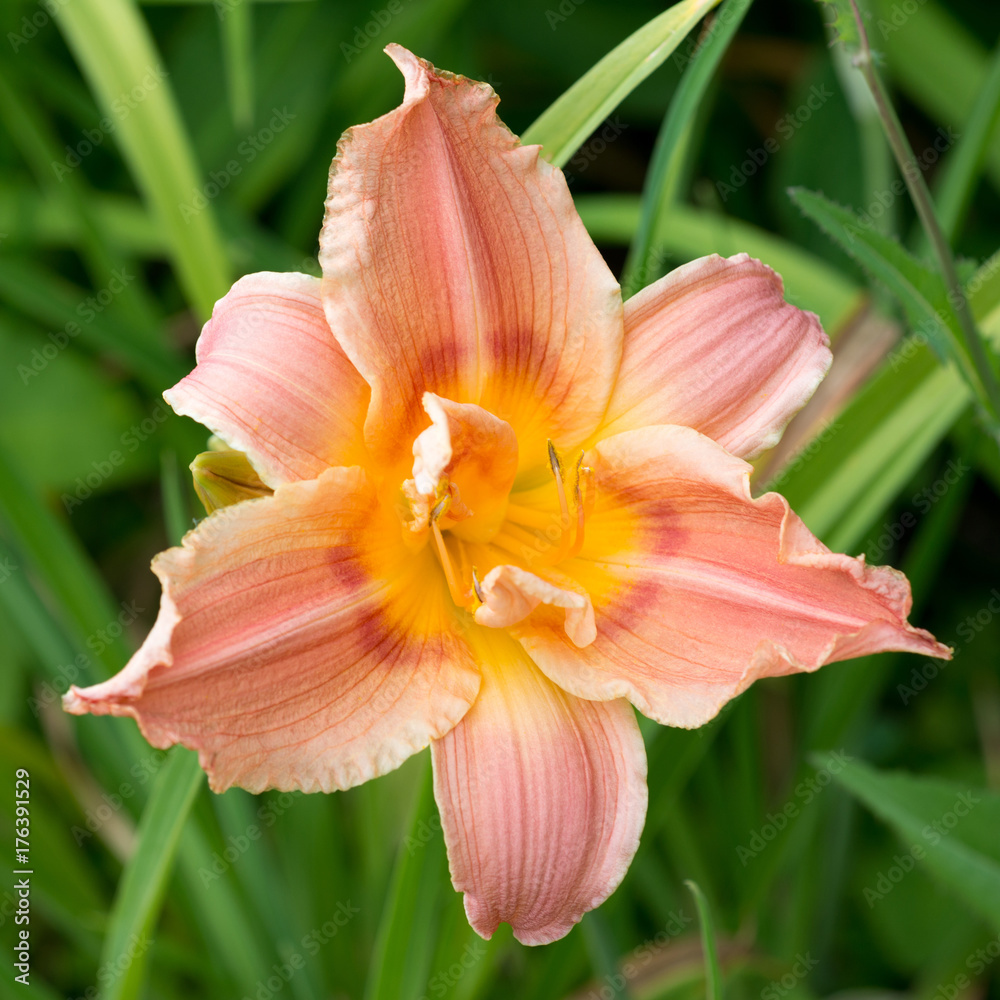 Flower orange lily close-up