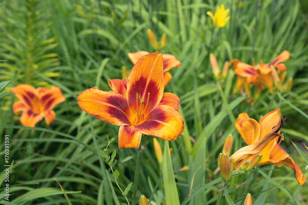 Flower orange lily 