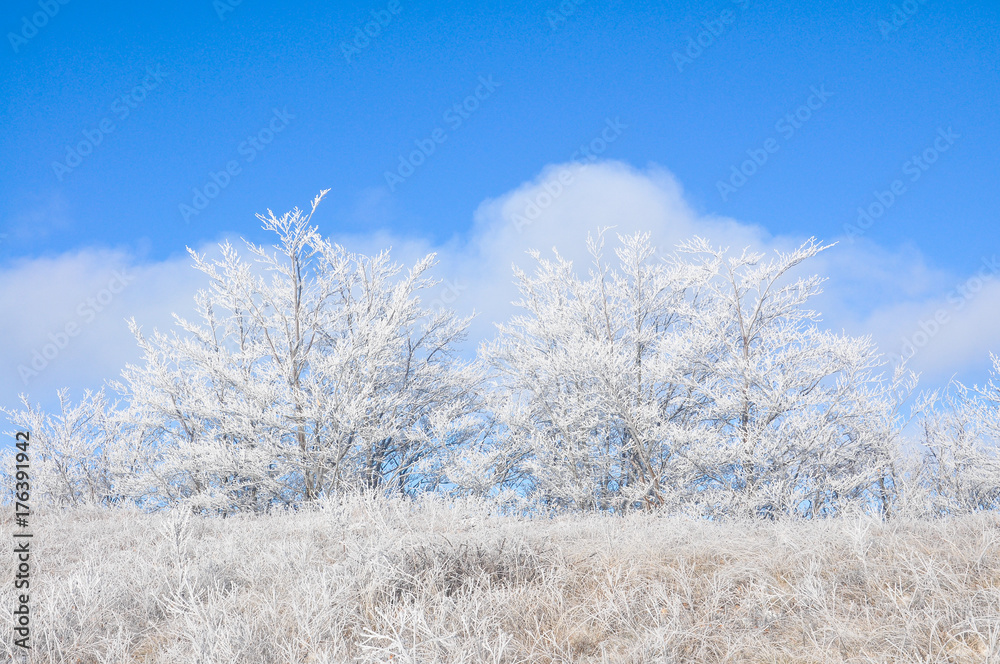 Winter scene: mountain and forest with hoar-frost on trees. Beautiful winter background Winter scene: mountain and forest with hoar-frost on trees. Beautiful winter background