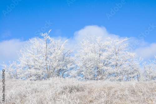 Winter scene: mountain and forest with hoar-frost on trees. Beautiful winter background