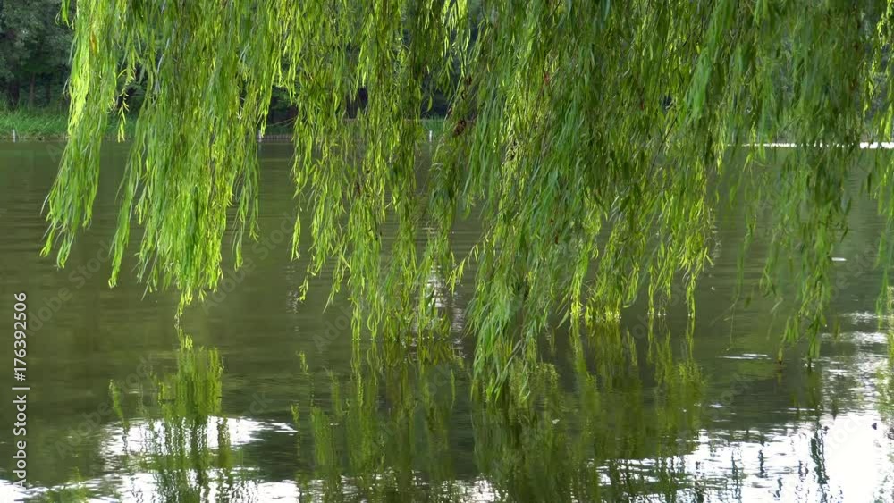 Willow tree touching the surface of the water - video 4K UHD 1 Willow tree touching the surface of the water - video 4K UHD 1