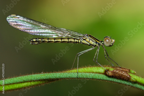 Image of Libellago lineata lineata dragonfly (Rhinocypha fenestrella) on a green branch. Family Chlorocyphidae. Insect. Animal, © yod67