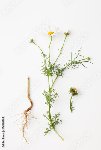 Fototapeta Naklejka Na Ścianę i Meble -  Botanical illustration of chamomile on white