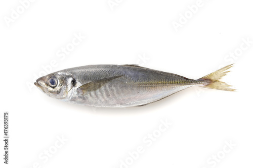 あじ　Horse mackerel © Nishihama