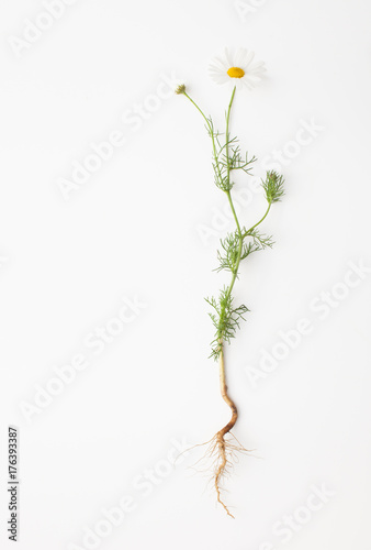 Chamomile with root on white background photo
