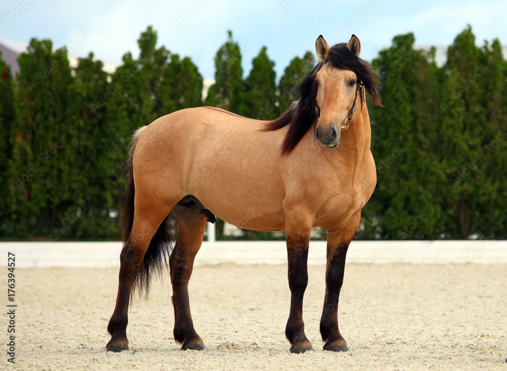 Paso Fino horse snow