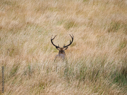 Red Deer photo