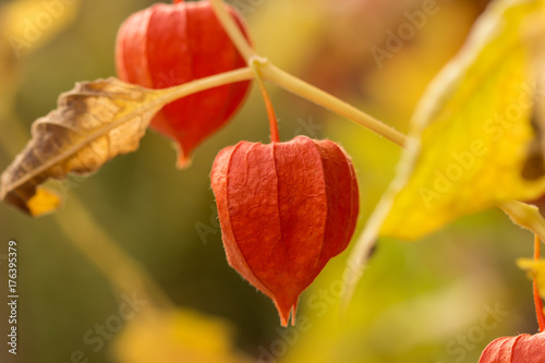 Lampionblume-Physalis