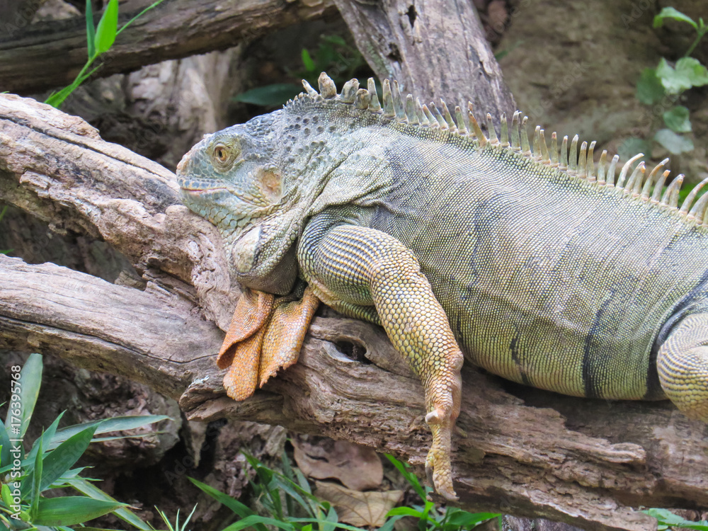 Iguana, beautiful lizard resting on dry trunk fallen in shadow Iguana, beautiful lizard resting on dry trunk fallen in shadow