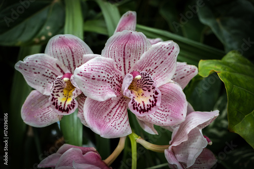 Pink And White Orchid 