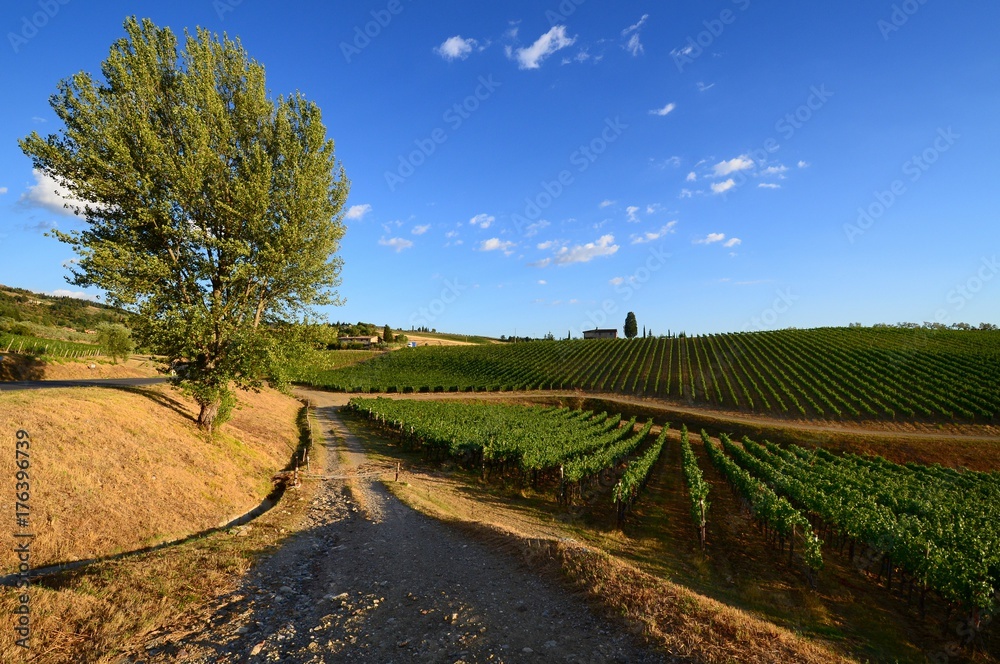 Beautiful vineyard and blue sky in Chianti, Tuscany. Italy