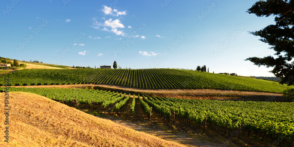 Beautiful vineyard and blue sky in Chianti, Tuscany. Italy