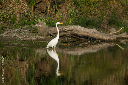 Wildlife photo  white heron stainding in water and hunting in summer evening