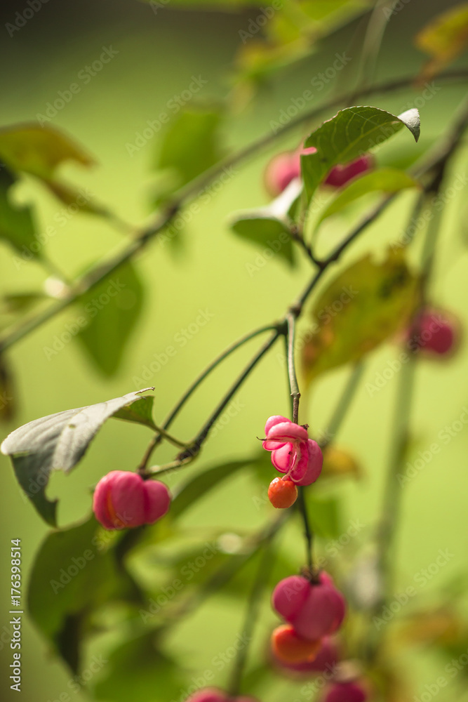 Obraz premium Forest plant detail