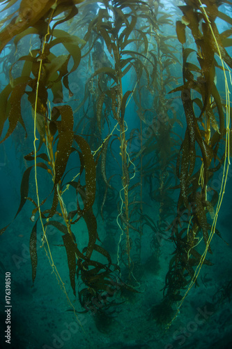 Giant Kelp Grows Near Channel Islands in California