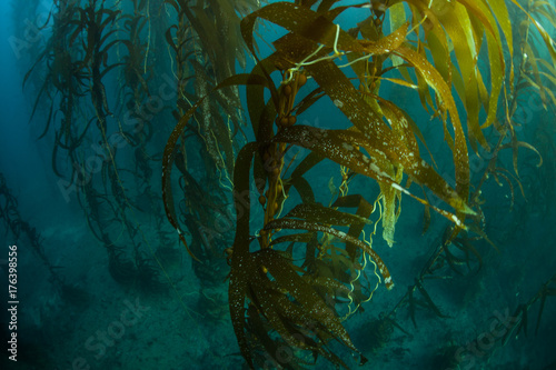 Dense Kelp Forest in California