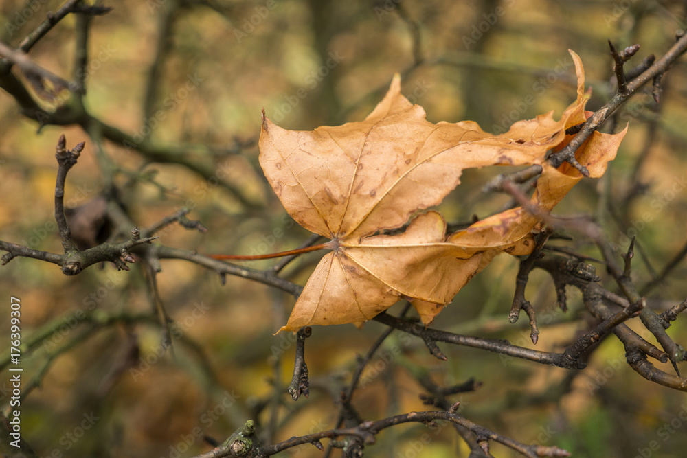 autumn leaves background autumn leaves background