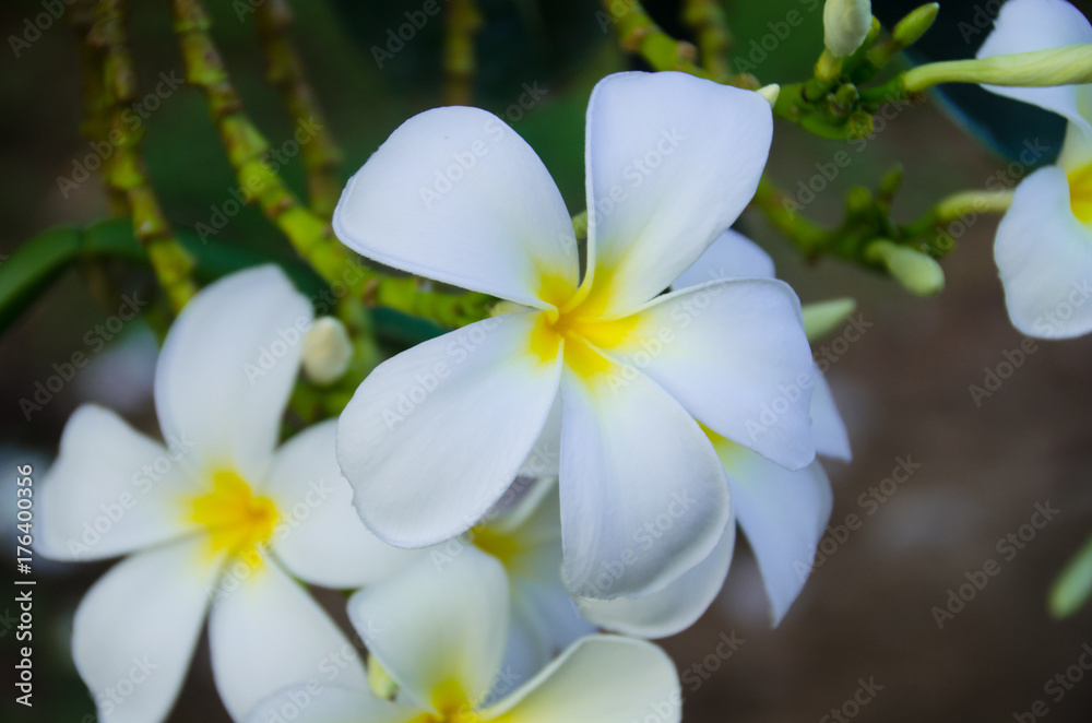 White flowers are very fragrant tree is considered a popular scent flowers in gardens, all in a park, or even in the garden of madness. White flowers are very fragrant tree is considered a popular scent flowers in gardens, all in a park, or even in the garden of madness.
