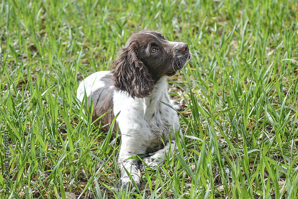 Fototapeta premium Springer Spaniel puppy in field