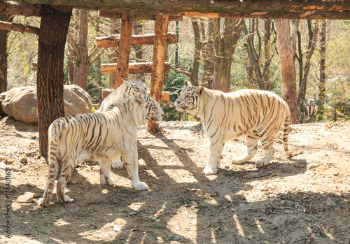 White Tigers photo