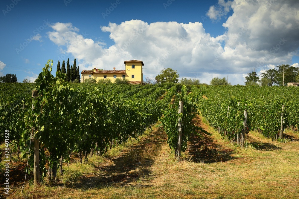 Vineyard with blue cloudy sky and typical farm house on background. Chianti region inTuscany. Italy.