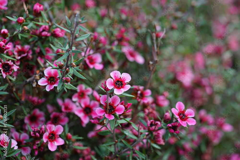 Pink waxflowers (Chamelaucium) growing on a shrub Pink waxflowers (Chamelaucium) growing on a shrub