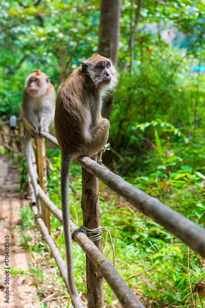 Naklejka premium two monkeys on a fence in a forest in Asia