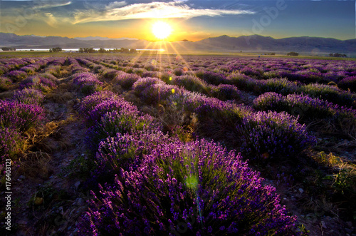 Lavender field  purple flower  sunset  lavender