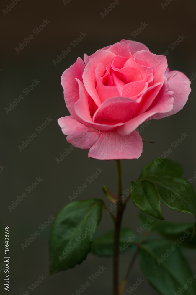 Vibrant pink rose blooming in the garden. Tender pink flower growing in the garden. Vibrant pink rose blooming in the garden. Tender pink flower growing in the garden.