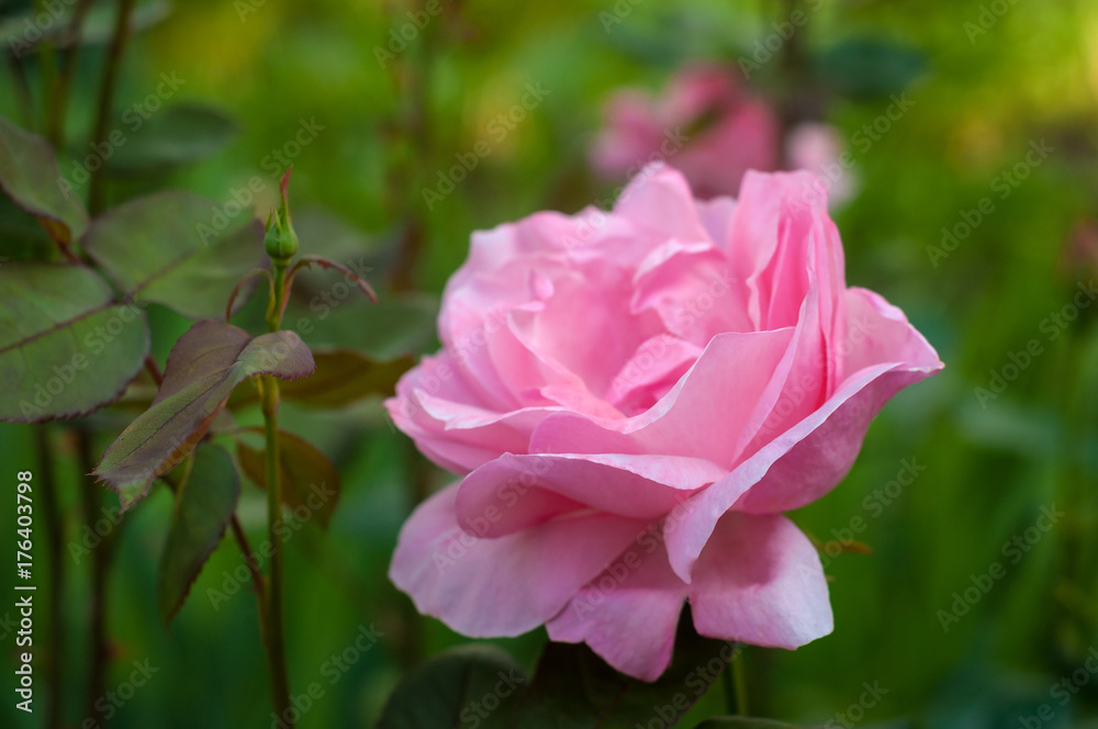Vibrant pink rose blooming in the garden. Tender pink flower growing in the garden. Vibrant pink rose blooming in the garden. Tender pink flower growing in the garden.