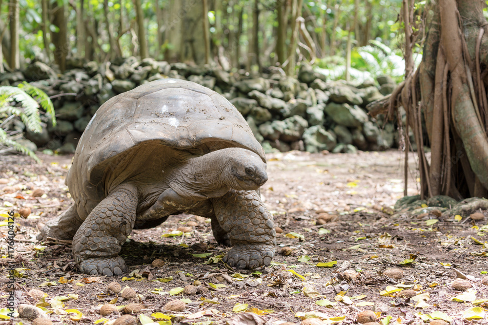 Naklejka premium tartaruga