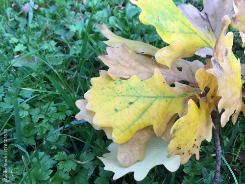Blätter im Herbst auf Rasen, gelb auf grün