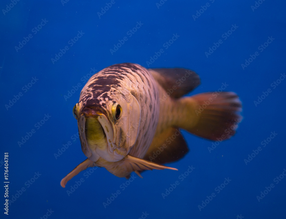 Asian gold Arowana fish in blue background aquarium Stock Photo | Adobe ...