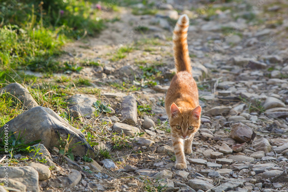 Little brown kitty on stone road in summer Little brown kitty on stone road in summer