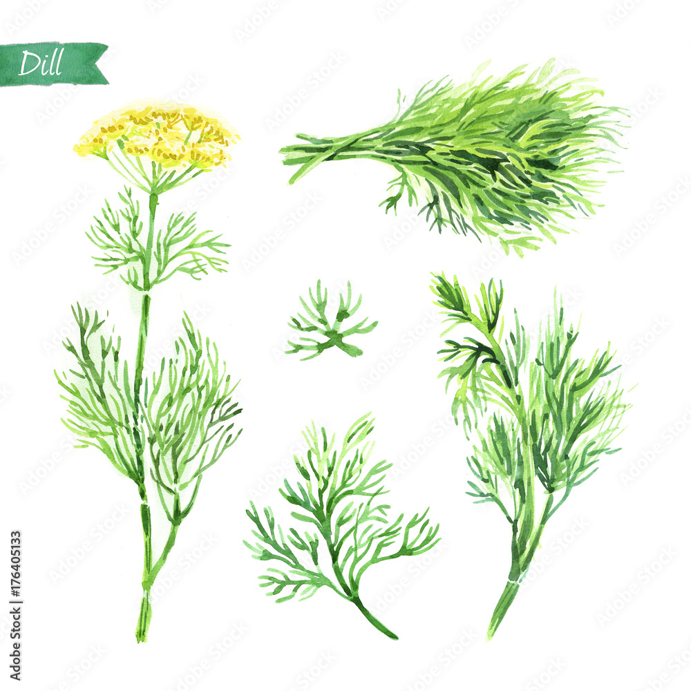 Fototapeta premium Dill plant, twigs and bunch watercolor illustration