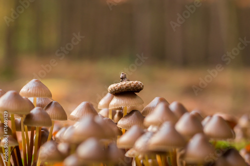 Pilze im wald © svetlana
