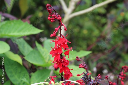 Lobelia Cardinalis, perennial herbaceous tall plant with red flowers photo